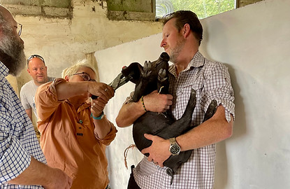 A man holds a weaner whilst a woman tags it. Another man supervises closely