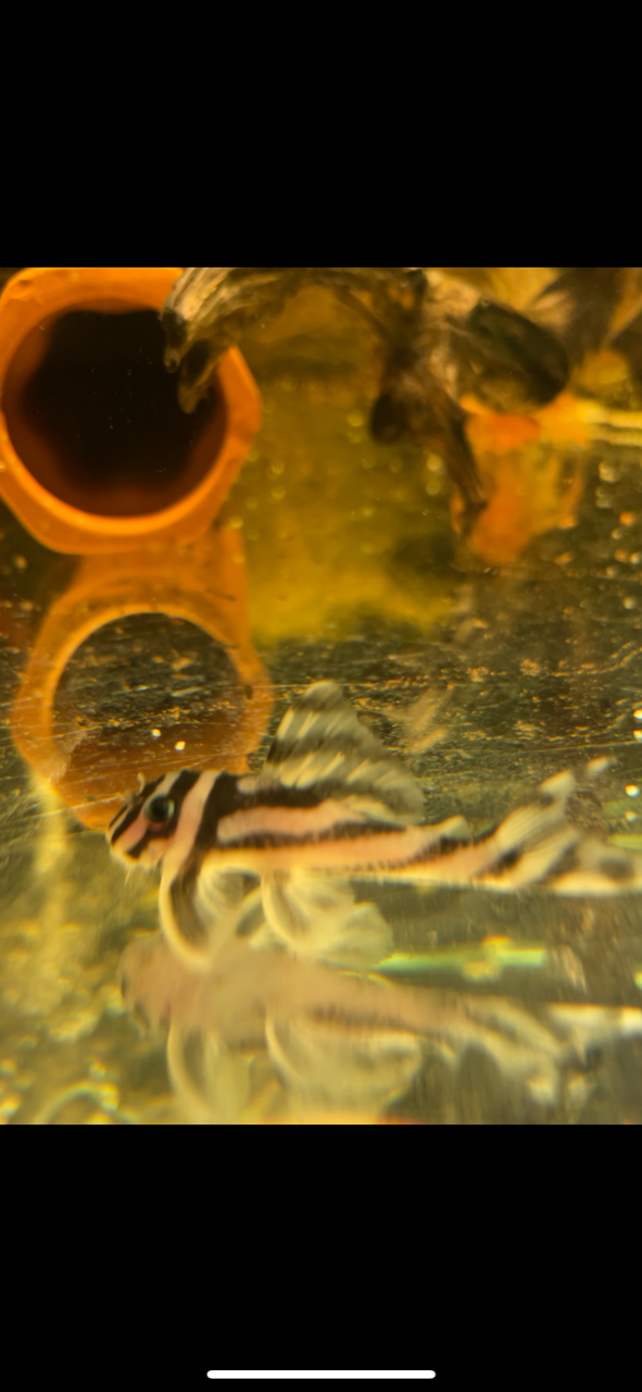 For Sale:1x F1 L046 Zebra Pleco little over 2 inches content media