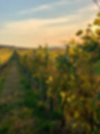 The Vineyards of Jidvei DoC