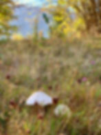 Delicious Parasol Mushrooms