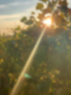 The Vineyards of Jidvei DOC