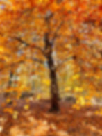 A Beautiful Tree With A Spiral Trunk