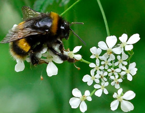 Andy Nelson bee.jpg