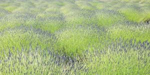 Lavender field