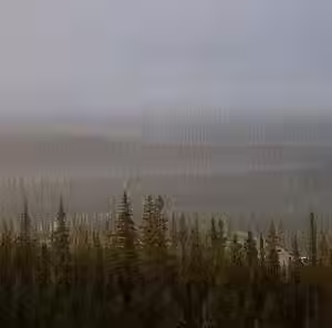 Ashes in Mist,  deadwood forest belt