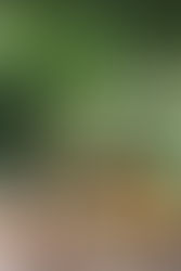 The Origins of Homeopathic Remedies in Nature