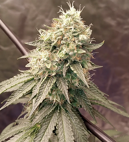 south-bay-genetics-bty-og-f1better-than-your-og-re.png