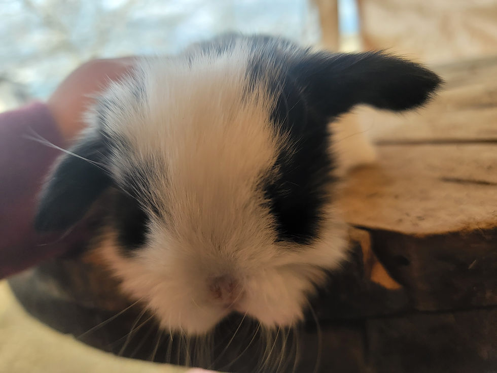 Thumbnail: Mini Lops