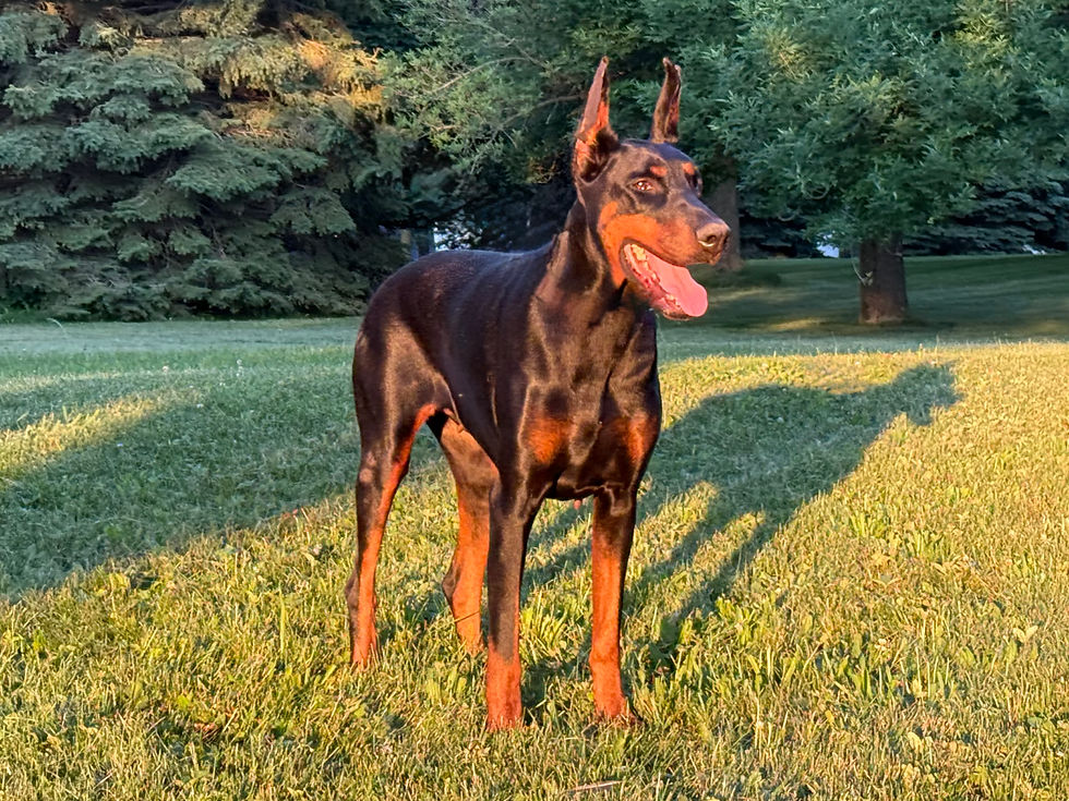 Top Tips for Raising Healthy Doberman Pinscher Puppies