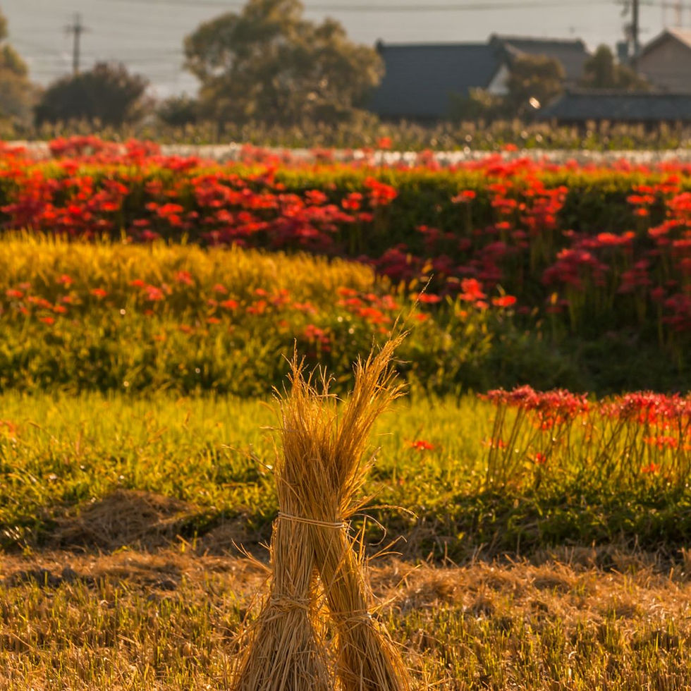Guía completa de Tokio en septiembre de 2026 para quienes visitan Japón por primera vez — otoño japonés, sumo, festivales y Kagurazaka