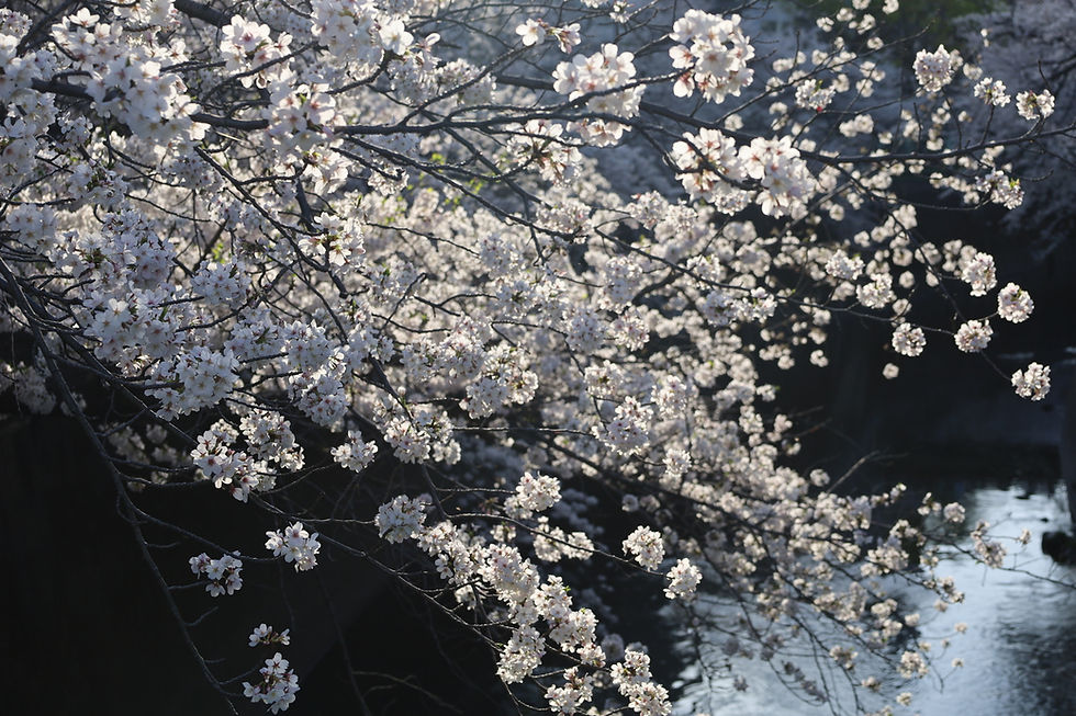 Tokyo in March 2026: Cherry Blossoms, Hinamatsuri & Hidden Hanami in Kagurazaka