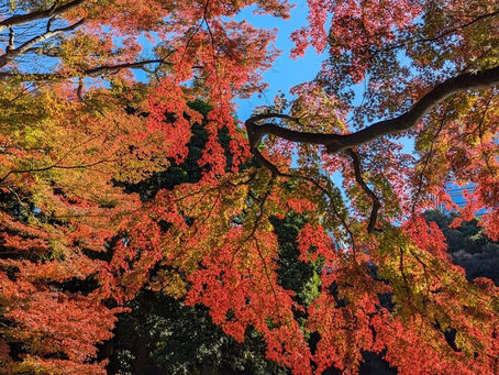 Do You Know Why Leaves Turn Red? Autumn Foliage at Its Peak in Tokyo’s Japanese Gardens