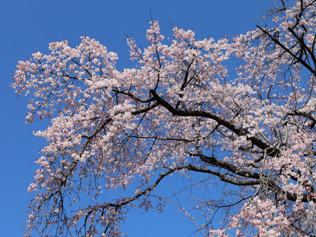 Uncover Tokyo's Best Hidden Cherry Blossom Spots: 2025 Kagurazaka Hanami Tours Now Open!