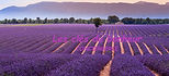 00-balade-dans-les-champs-de-lavande-de-valensole.jpg
