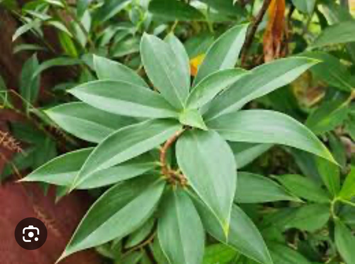  Tebu Leaves     - fresh from SL