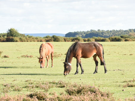 Authenticity Part One - Living in the New Forest