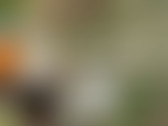 Kingfisher with fish on branch, green blurred background. Text: "Have your say on how to help nature in West Sussex."