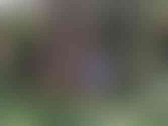 Two people standing in dense woodland undergrowth measuring the width of a mature tree using a long measuring tape, surrounded by ivy, plants, and tree trunks.