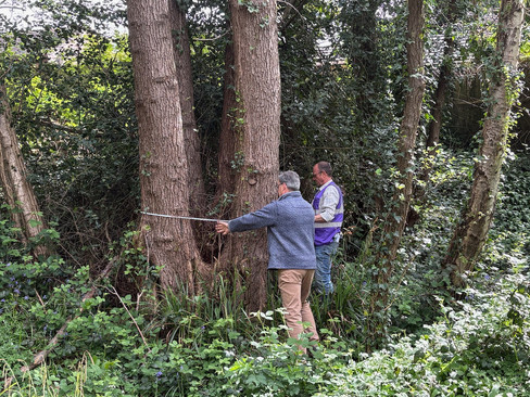 Two people standing in dense woodland undergrowth measuring the width of a mature tree using a long measuring tape, surrounded by ivy, plants, and tree trunks.