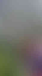 Several people gathered in a wooded area, viewed from behind, watching two people standing near tall trees covered with ivy in dappled sunlight.