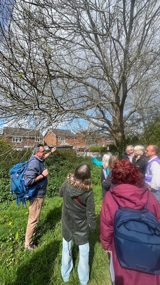Several people gathered in a wooded area, viewed from behind, watching two people standing near tall trees covered with ivy in dappled sunlight.