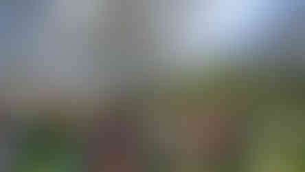 Several people gathered in a wooded area, viewed from behind, watching two people standing near tall trees covered with ivy in dappled sunlight.