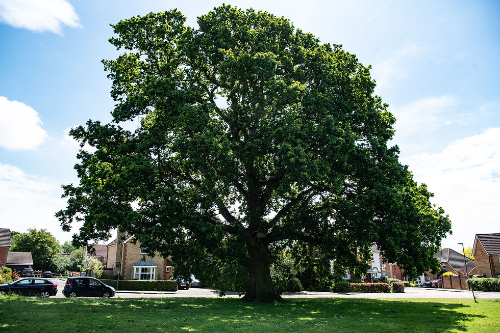Large leafy tree in a sunny suburban neighborhood, with houses and parked cars under a bright blue sky.