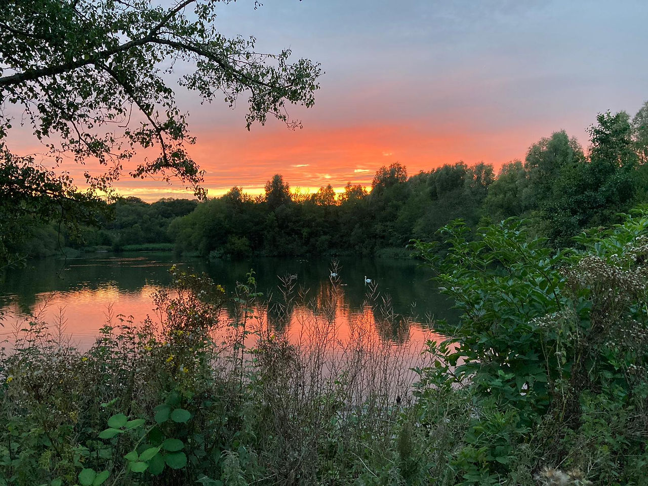 Lake with orange sunset and green trees.