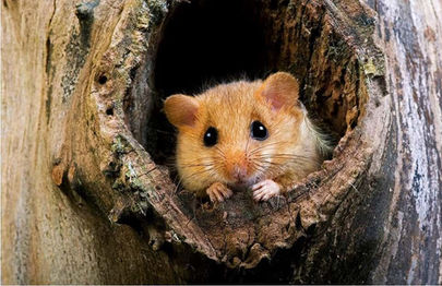 Hazel Dormice take up residency in Southwater - Update from HDC