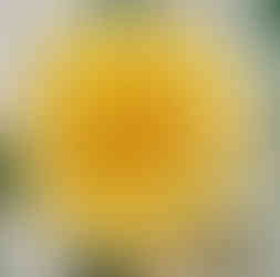 A yellow rose close up.