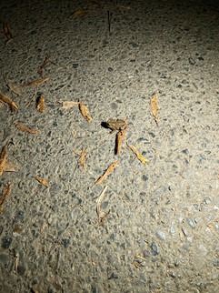 A toad on the ground.