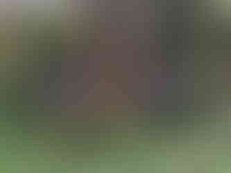 Two people standing in dense woodland undergrowth measuring the width of a mature tree using a long measuring tape, surrounded by ivy, plants, and tree trunks.