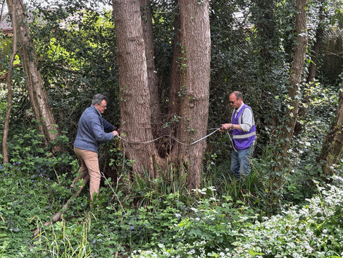 Two people standing in dense woodland undergrowth measuring the width of a mature tree using a long measuring tape, surrounded by ivy, plants, and tree trunks.