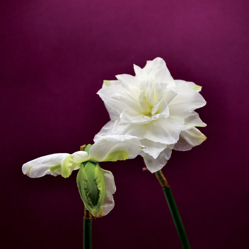 Rose of May
