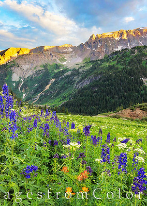 Wildflowers-at-Yankee-Boy-Basin-6.jpg