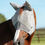 Miniature : Masque anti-mouches Buster Standard + - Premier Equine