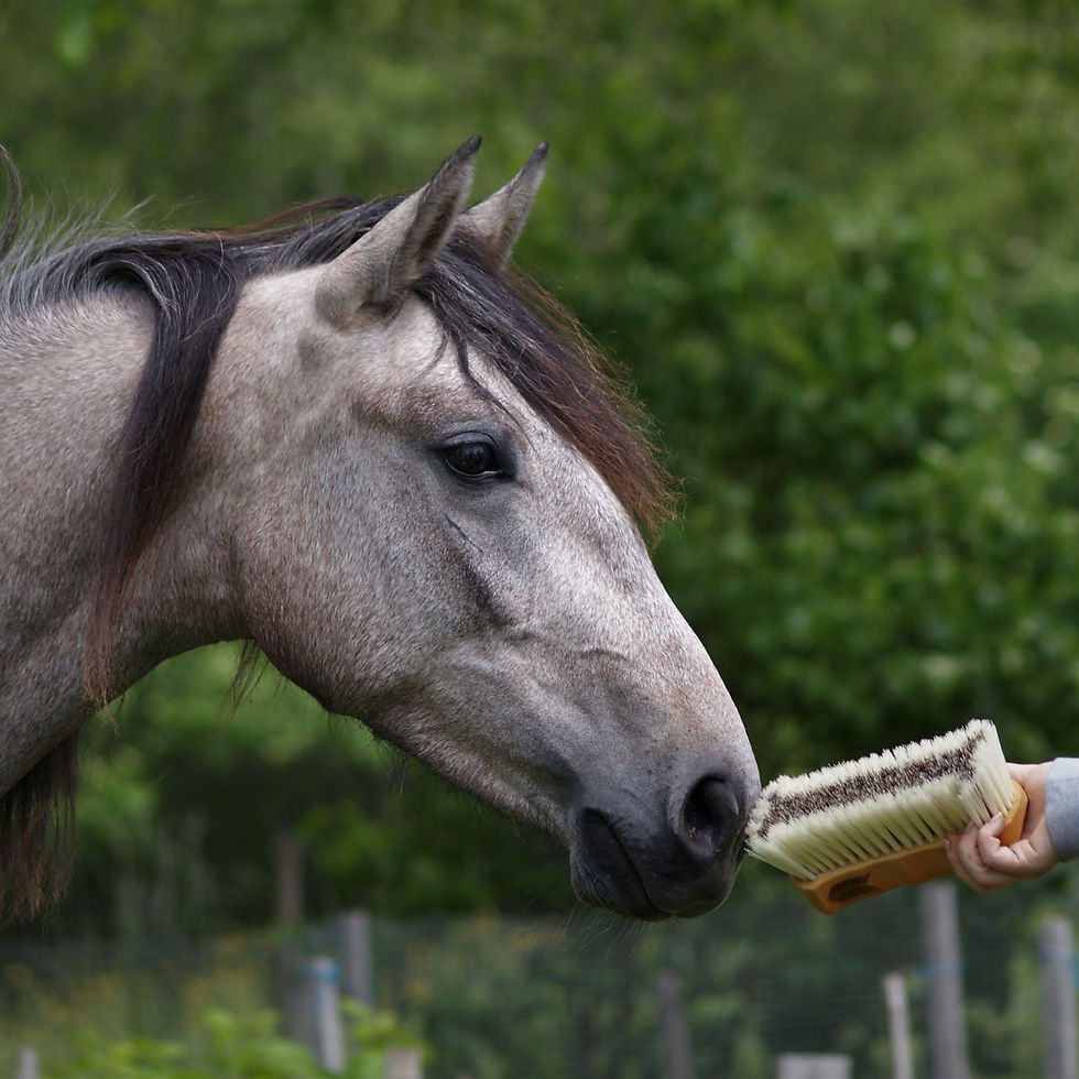 Thumbnail: Bouchon à Poils Doux - Grooming Deluxe