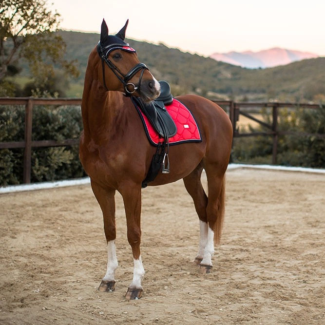 Thumbnail: Tapis de Selle Dressage Grenadine - Equestrian Stockholm