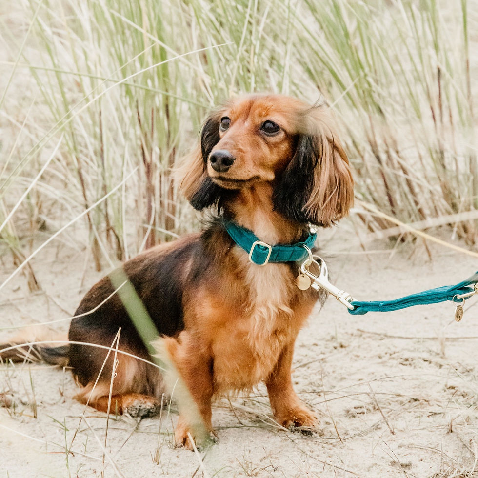 Miniature : Laisse pour Chien Velvet Émeraude - Kentucky Dogwear