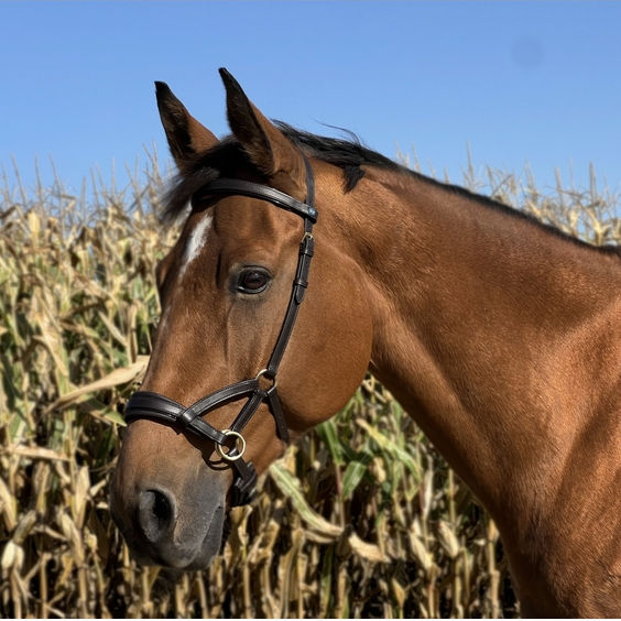 Miniature : Side Pull No More - TdeT