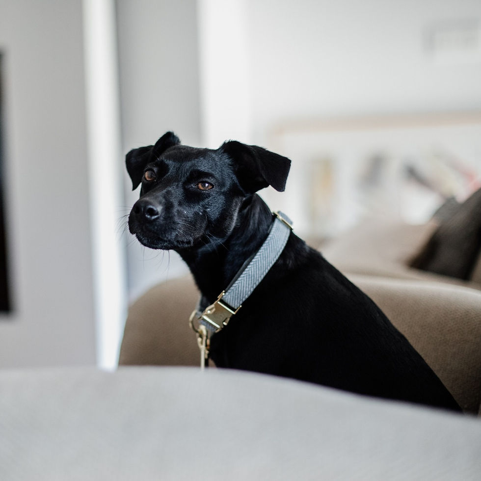 Miniature : Collier pour Chien Laine Bleu - Kentucky Dogwear