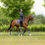 Thumbnail: Tapis de Selle Dressage Loire Jay Blue - LeMieux