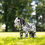 Miniature : Mini Pony Appaloosa Dakota - LeMieux