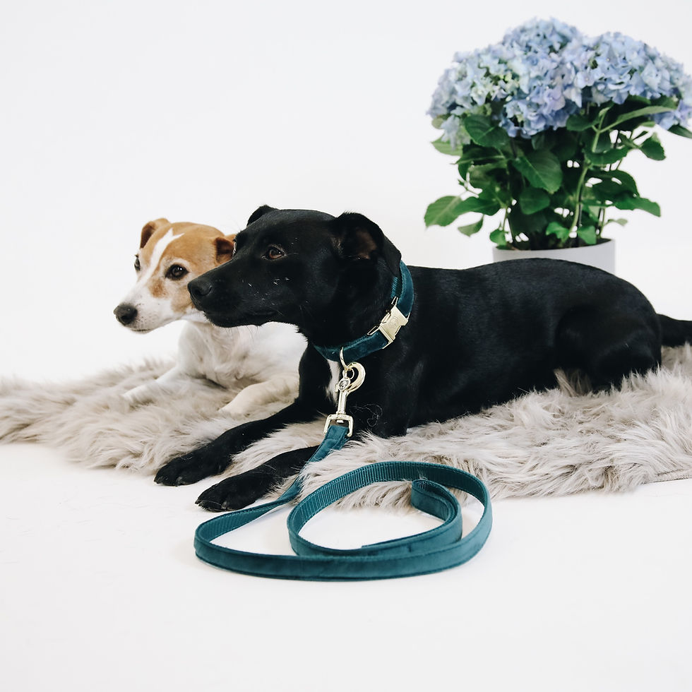 Miniature : Laisse pour Chien Velvet Émeraude - Kentucky Dogwear