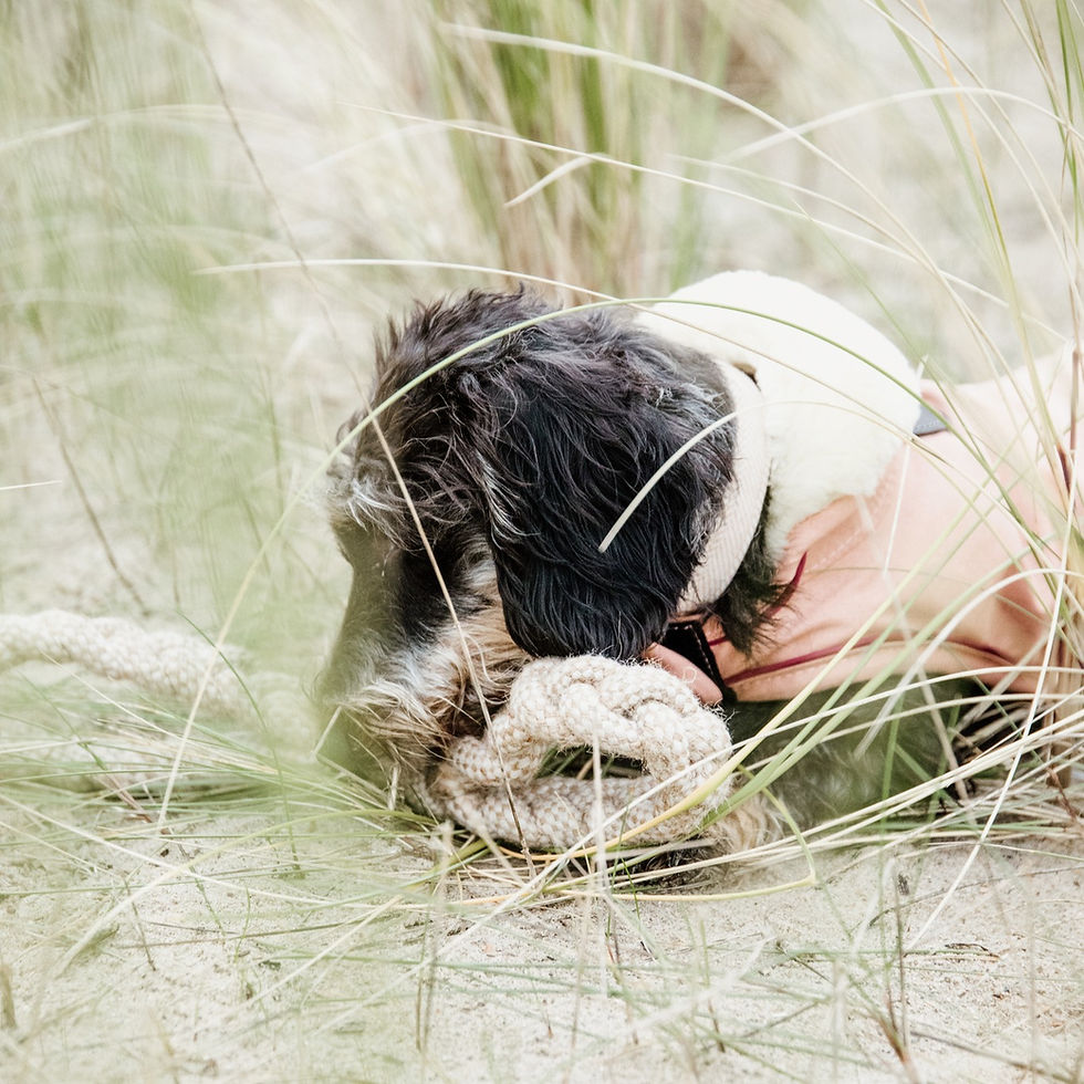 Thumbnail: Jouet pour Chien Corde Coton en 8 - Kentucky Dogwear