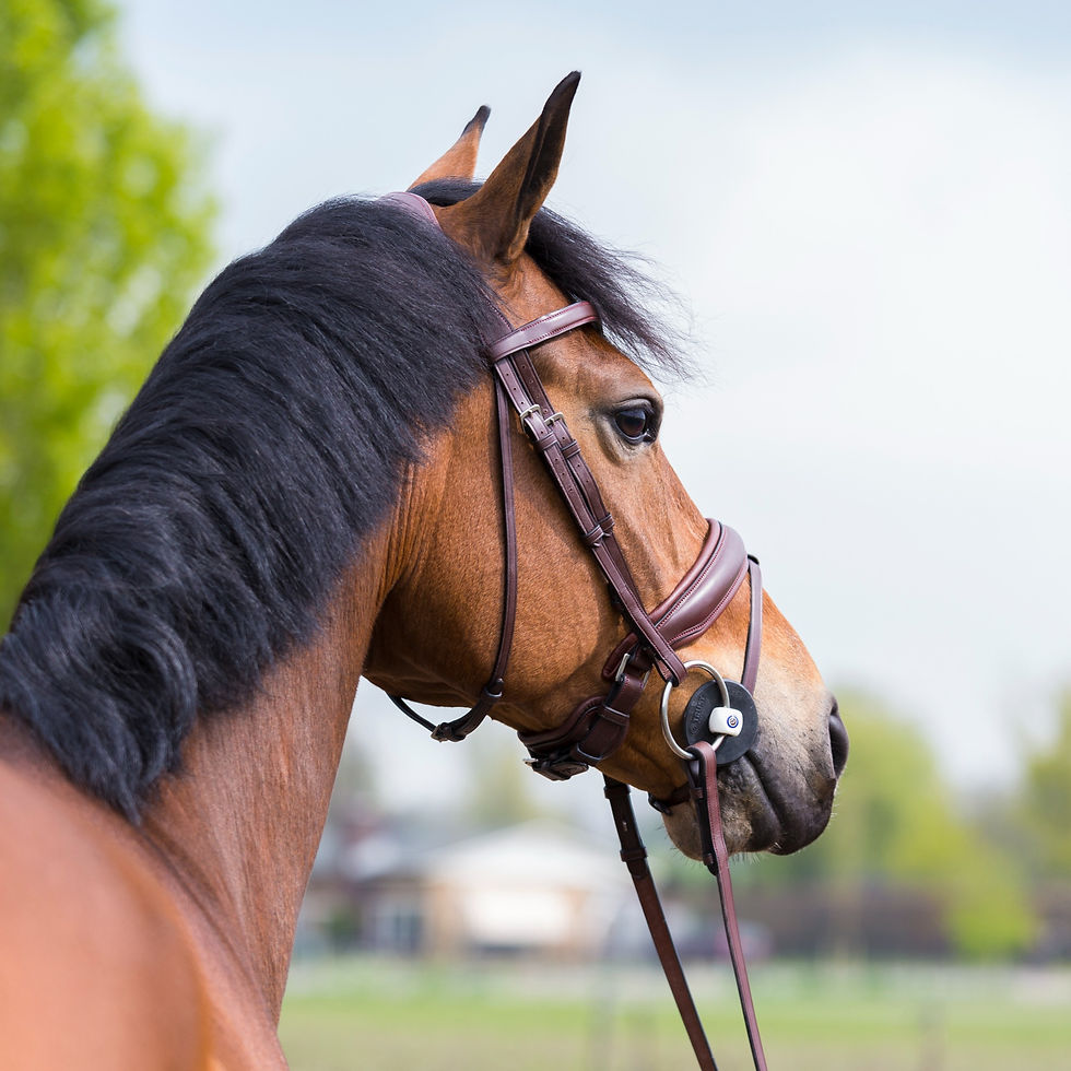 Miniature : Mors Inno Sense Loose Ring Flexi Soft - TRUST Equestrian