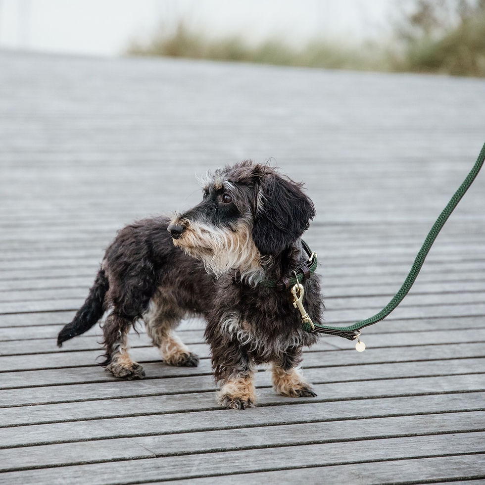 Miniature : Laisse pour Chien en Nylon Tressé Vert Olive - Kentucky Dogwear