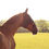 Thumbnail: Masque Anti-Mouches Field Relief Midi Avec Oreilles Black - Equilibrium