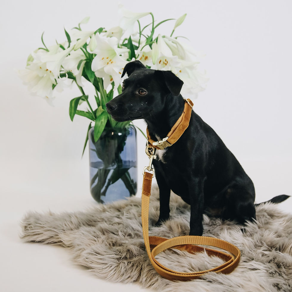 Thumbnail: Collier pour Chien Velvet Moutarde - Kentucky Dogwear