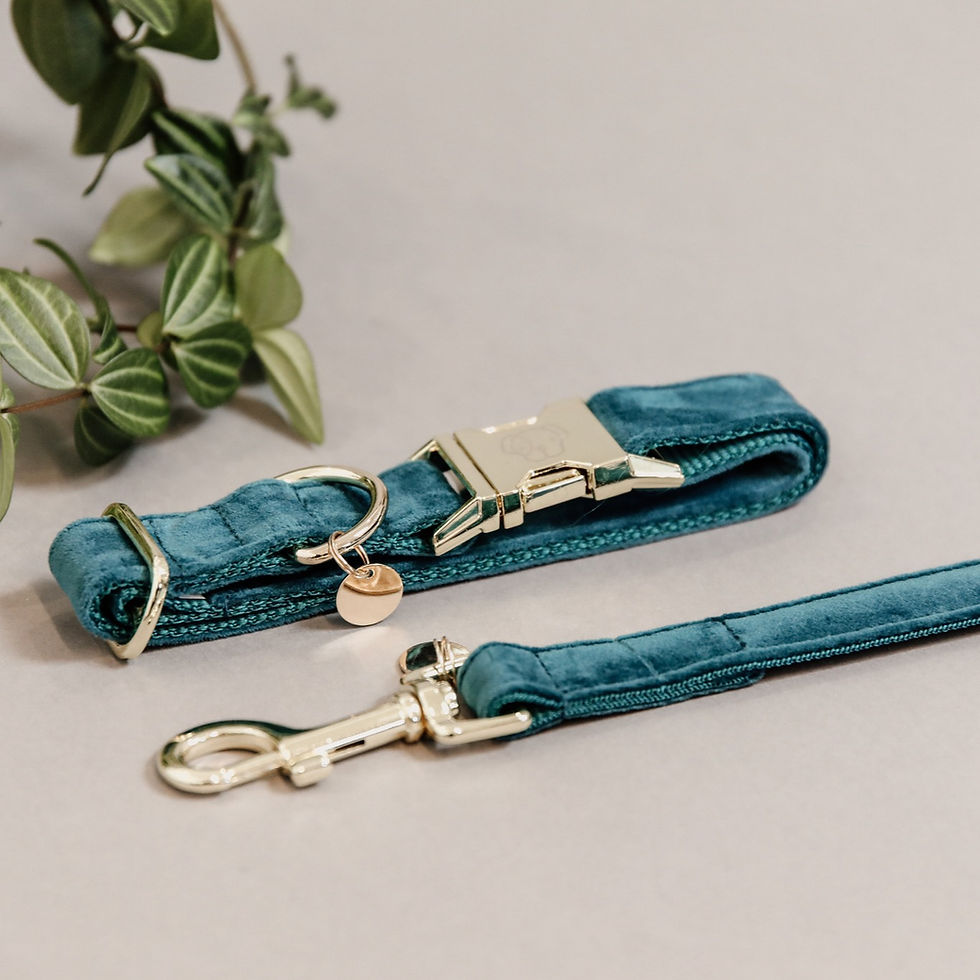 Miniature : Laisse pour Chien Velvet Émeraude - Kentucky Dogwear